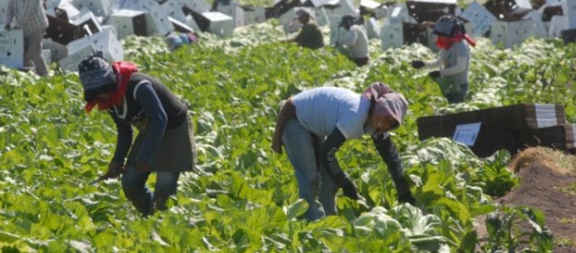jornaleros.agricolas